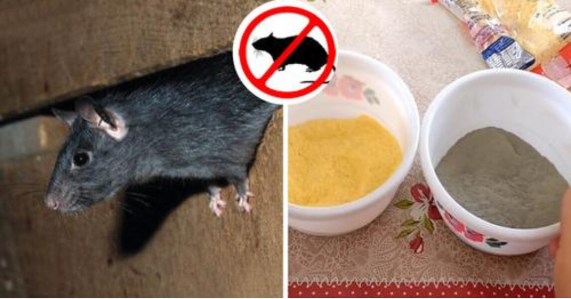 Lernen Sie, Ratten in Ihrem Haus mit diesen Hausmitteln loszuwerden