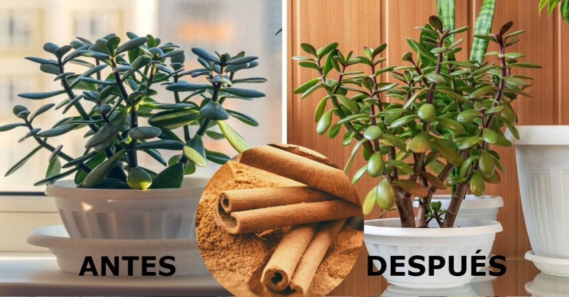 Zimt für Ihre Pflanzen: Entdecken Sie seine Vorteile und sehen Sie, wie er Ihren Garten verbessert