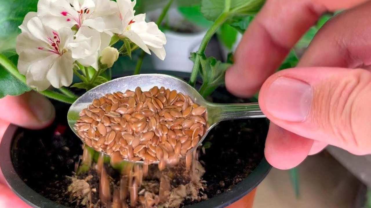 Sogar Blumen, die jahrelang nicht geblüht haben, werden wieder erscheinen: 1 Esslöffel in jede Pflanze genügt