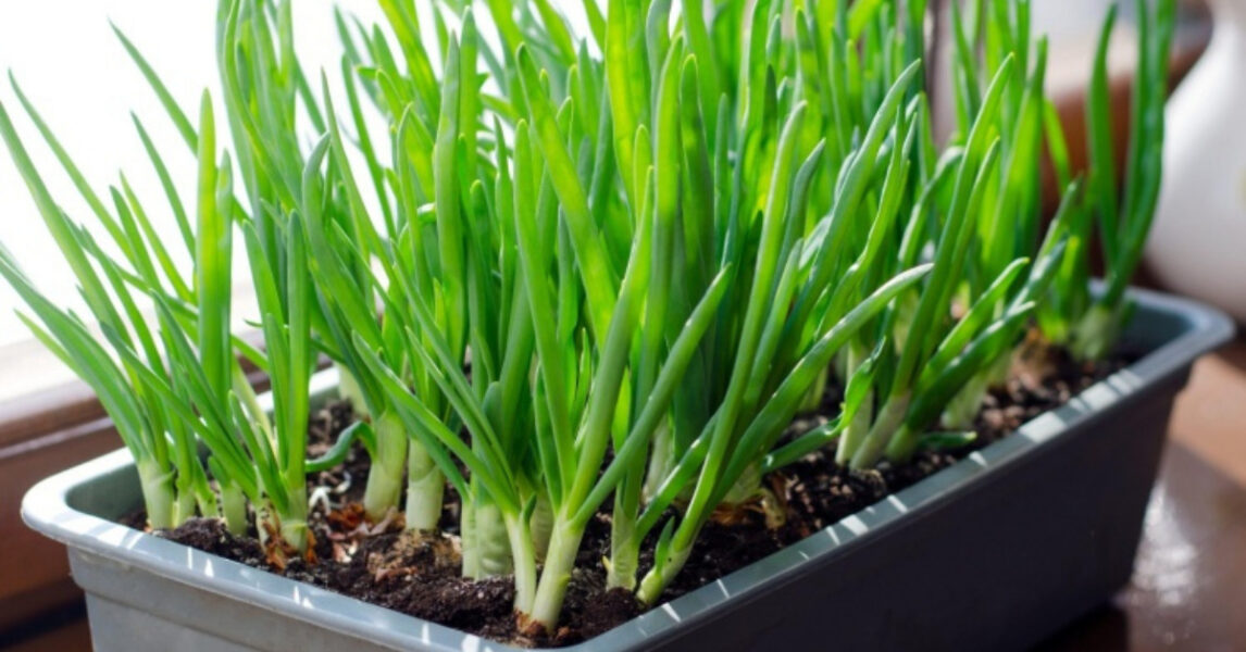 Lernen Sie, Frühlingszwiebeln in Töpfen oder in Ihrem eigenen Garten zu pflanzen