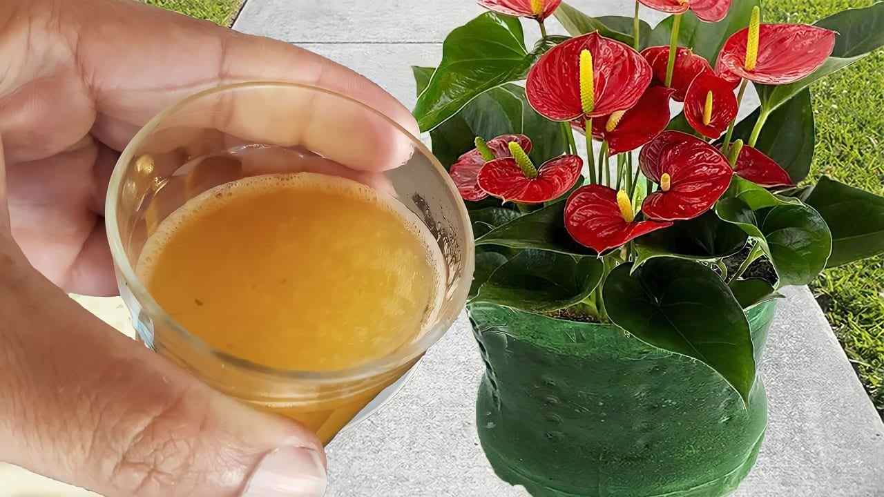 Nur durch das Eingießen dieser Schale bleiben Ihre Blumen 3 Jahre lang üppig: garantiertes Ergebnis