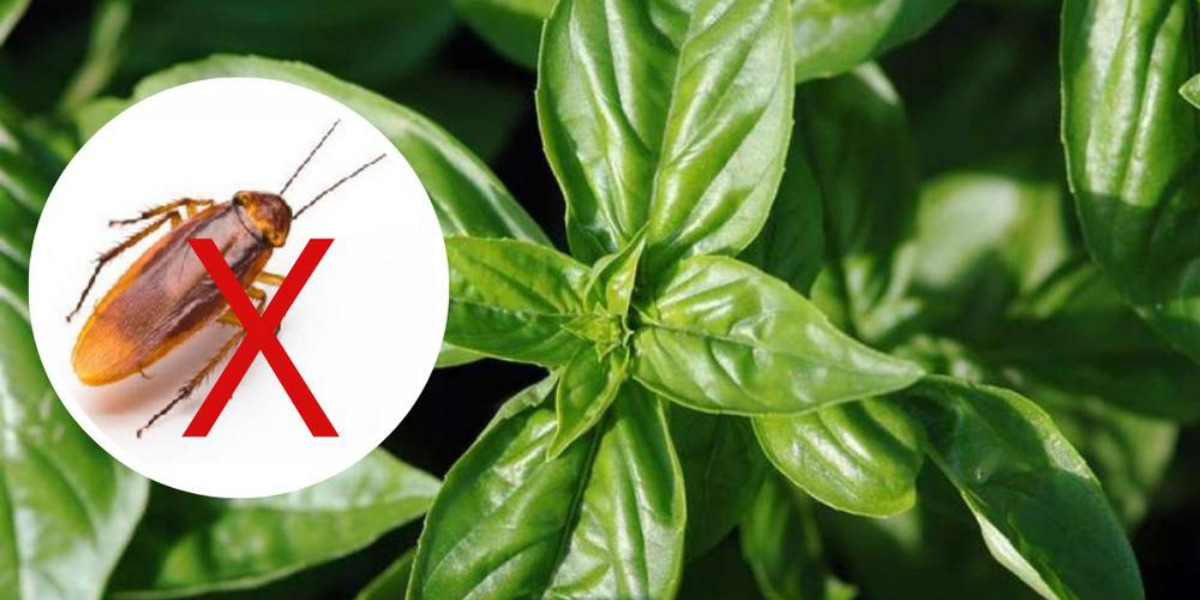 5 Pflanzen, die Kakerlaken für immer aus Ihrem Haus vertreiben können