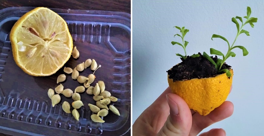 Lernen Sie, Zitronensamen richtig zu keimen