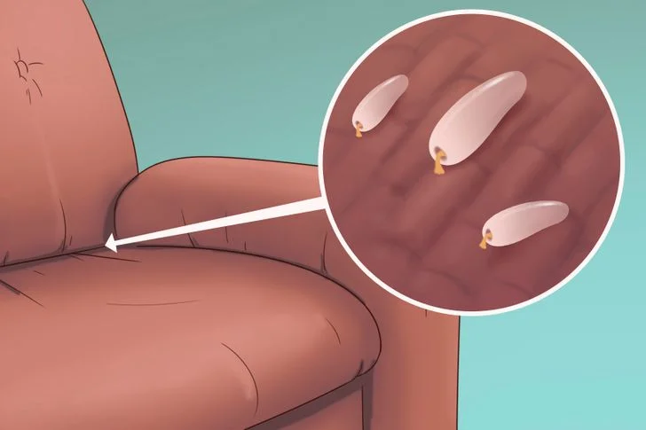 5 signes qui indiquent qu’il y a des punaises de lit dans votre maison !