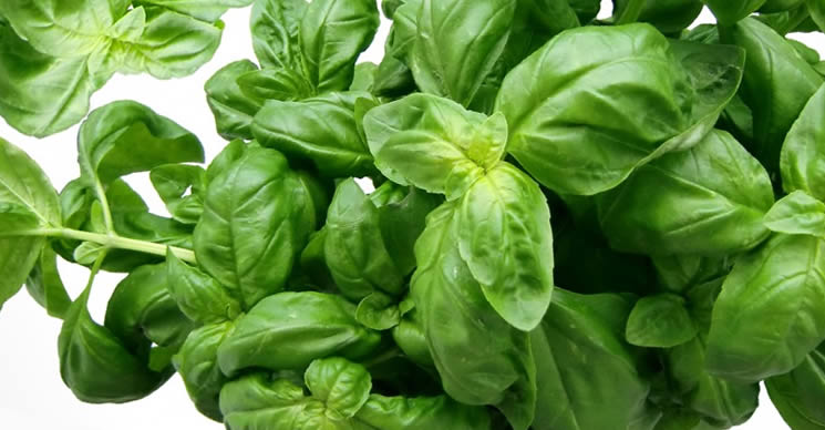 Trucs et secrets pour avoir une plante de basilic toujours luxuriante et abondante