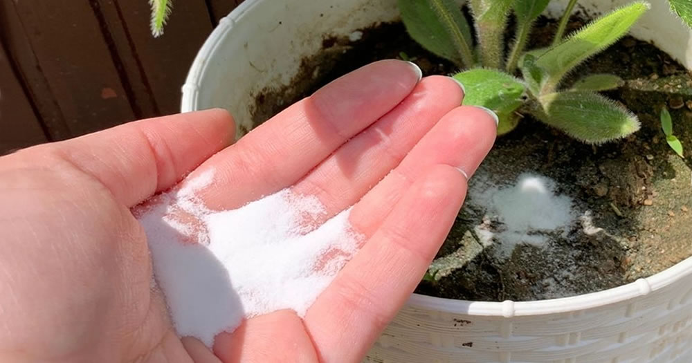 Toutes les utilisations du bicarbonate de soude au jardin