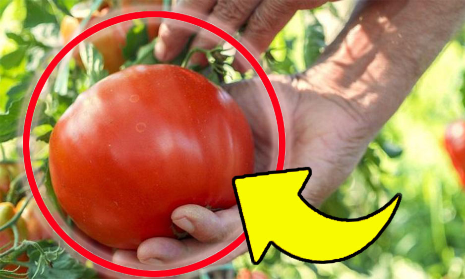 Große saftige Tomaten, ich benutze diesen Dünger seit Jahren: Das Geheimnis der Landwirte!