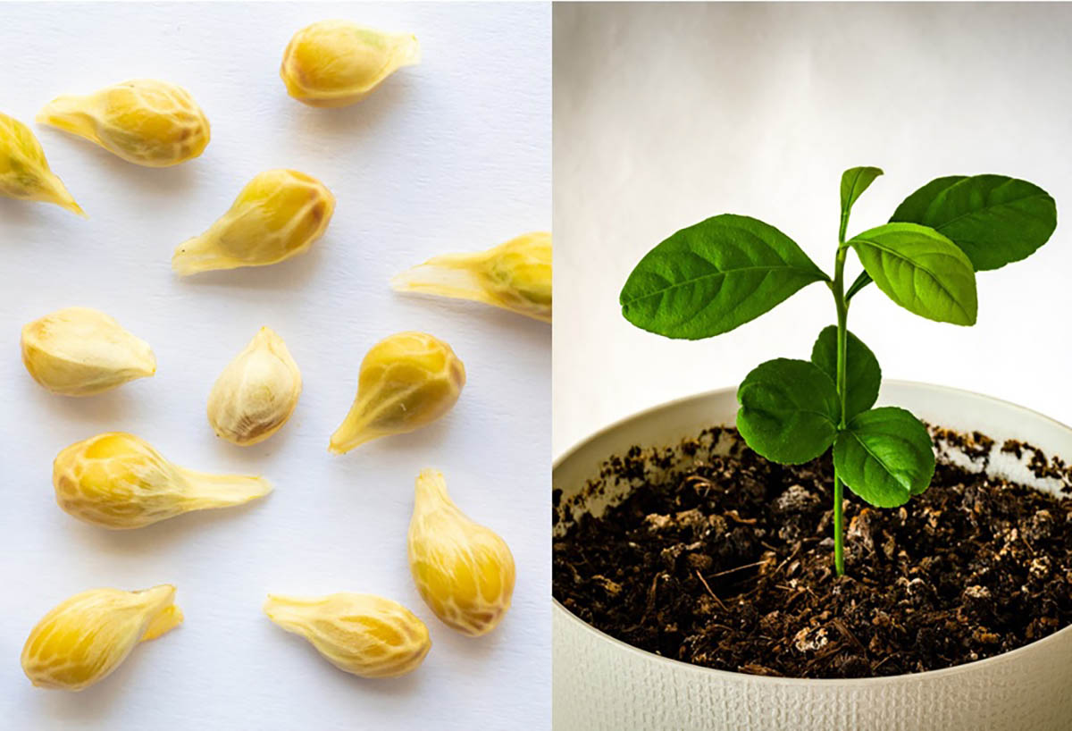 Comment planter des citrons en pots à partir des graines