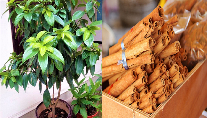 Wie man einen Zimtbaum Topf Schritt für Schritt pflanzt