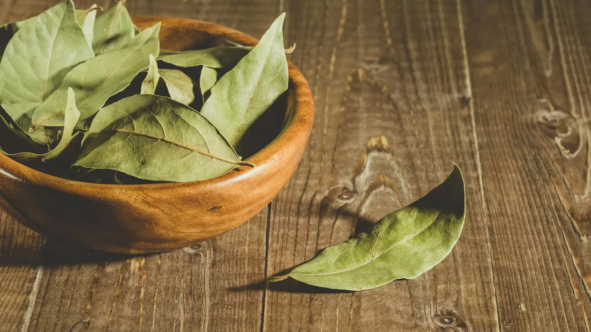 Les propriétés et bienfaits de la plante des poètes : le laurier