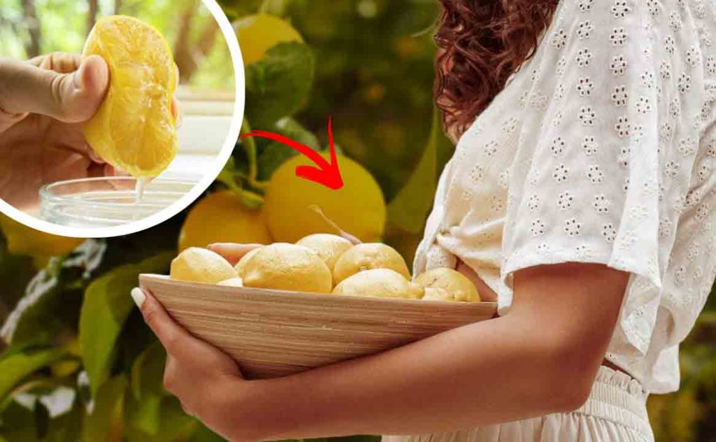 Citronnier, plein de fruits tout l’été : mieux que celui de la pépinière | Je n’ai jamais mangé de citrons aussi gros et juteux