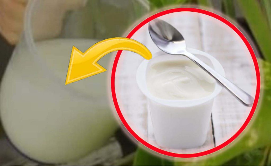 Pflanzenjoghurt, alle Gärtner haben damit angefangen: Wahnsinn | Beeilen Sie sich und legen Sie jetzt los!