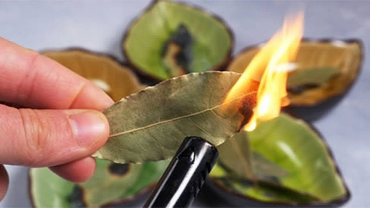 Brûlez les feuilles de laurier à la maison, la méthode de nos ancêtres – et si vous le faisiez