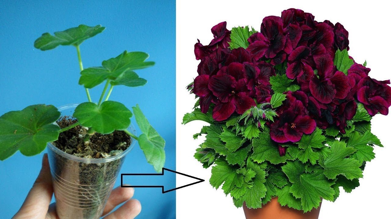 Comment multiplier le géranium et remplir le balcon de fleurs