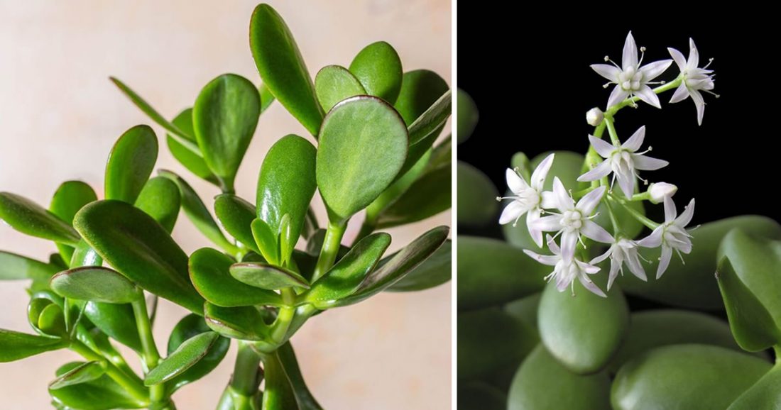Comment faire fleurir un arbre de jade et parfumer toute la maison