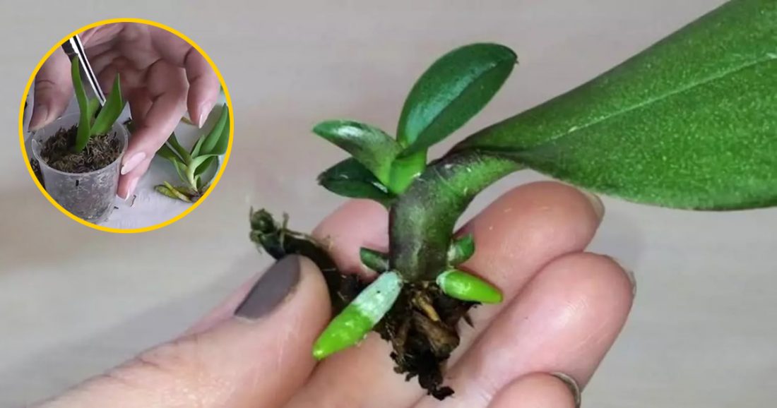 Comment propager une orchidée à partir d’une seule feuille