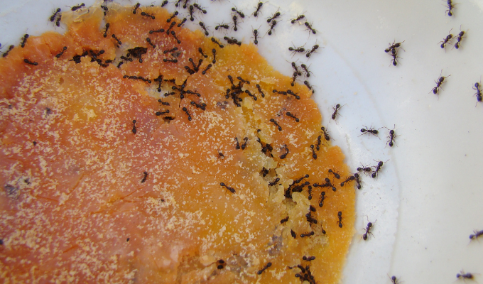Piège fait maison pour éliminer les fourmis sans utiliser de pesticide