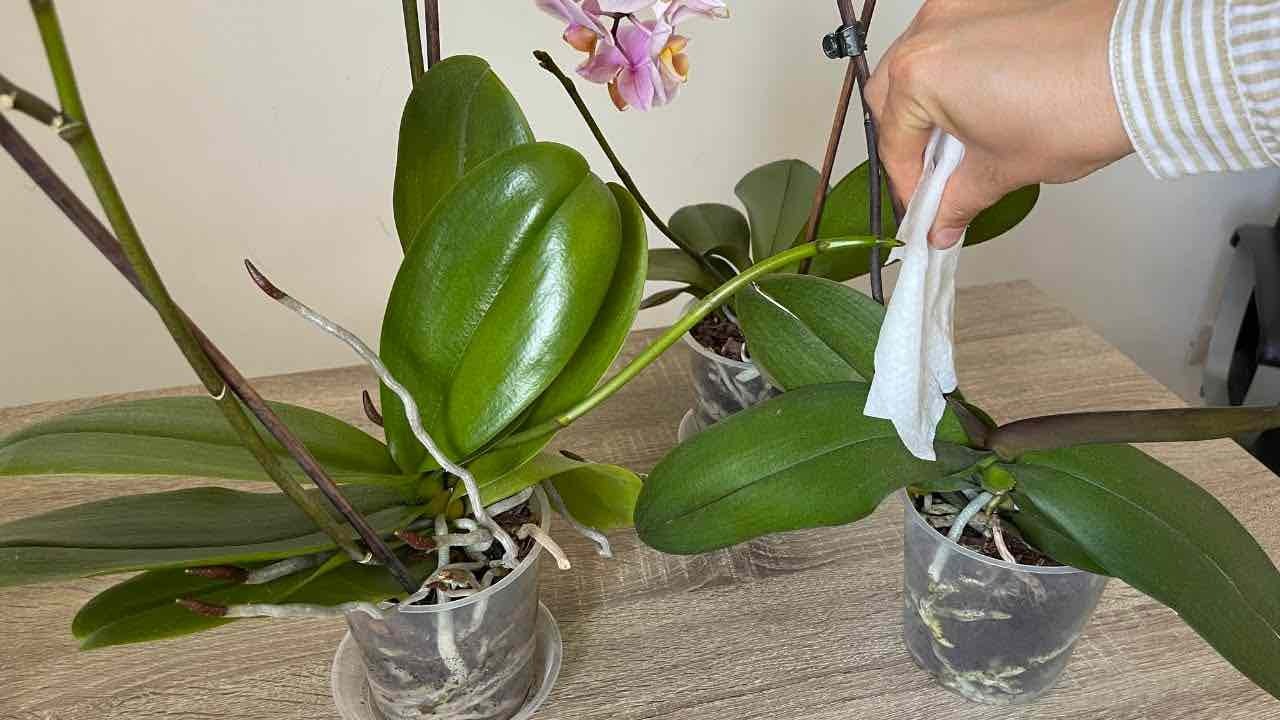 Feuilles vigoureuses et très saines, faites-le avec votre orchidée et vous ferez l’envie de tout le voisinage