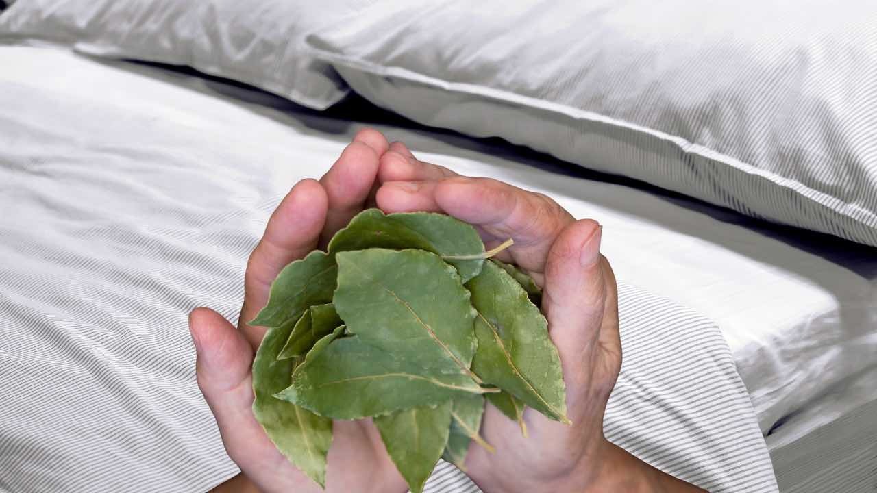 Comment enlever l’odeur étouffante dans la maison, seulement 3 feuilles suffiront