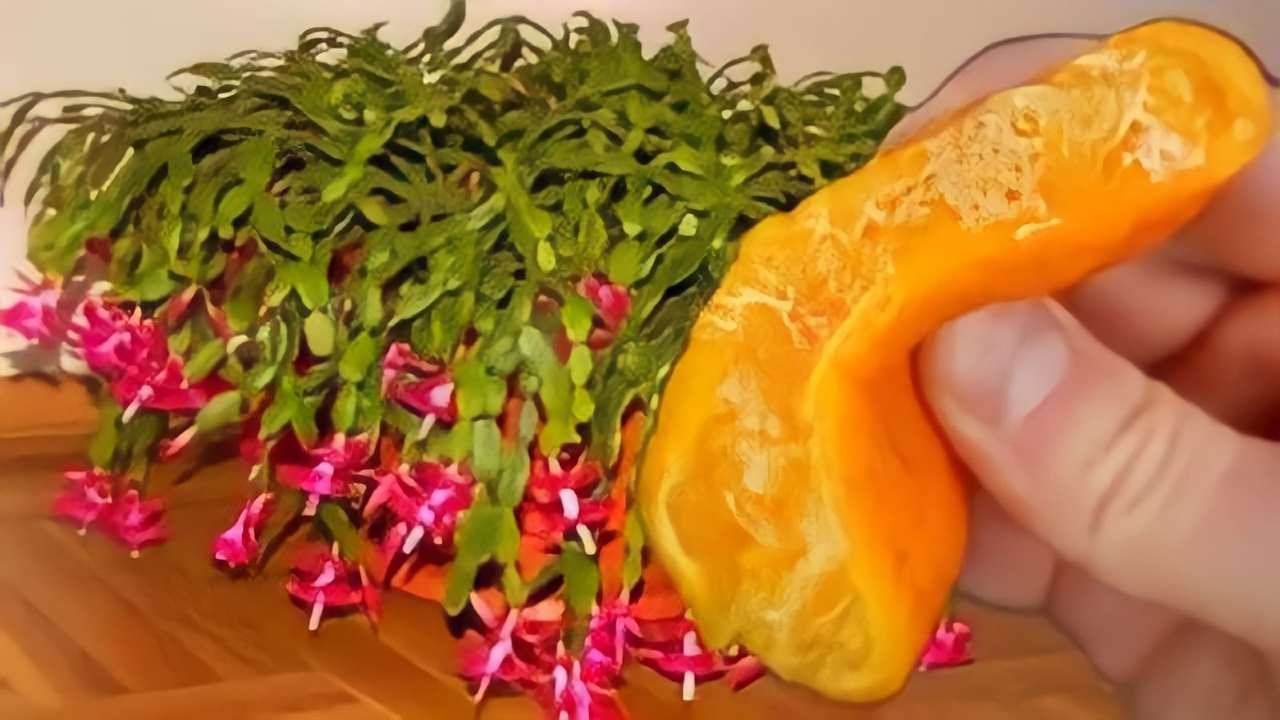 Jamais fleuri comme ça : 1 cuillère à soupe de cet ingrédient fait la différence