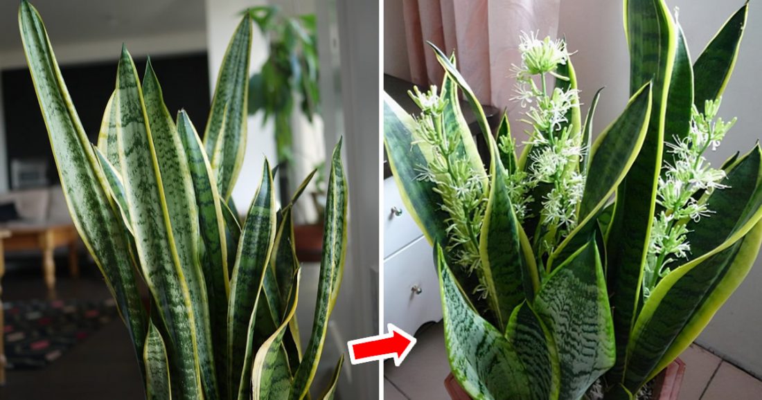 Comment faire fleurir la sansevieria : son parfum atteint toute la maison