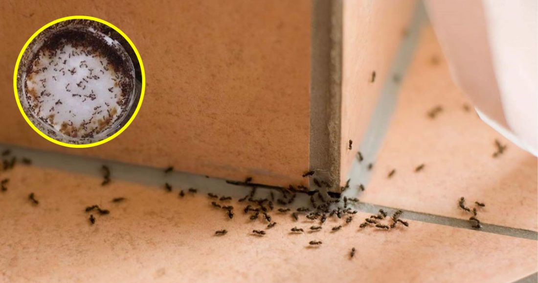 8 méthodes efficaces pour éviter l’apparition d’insectes dans la maison