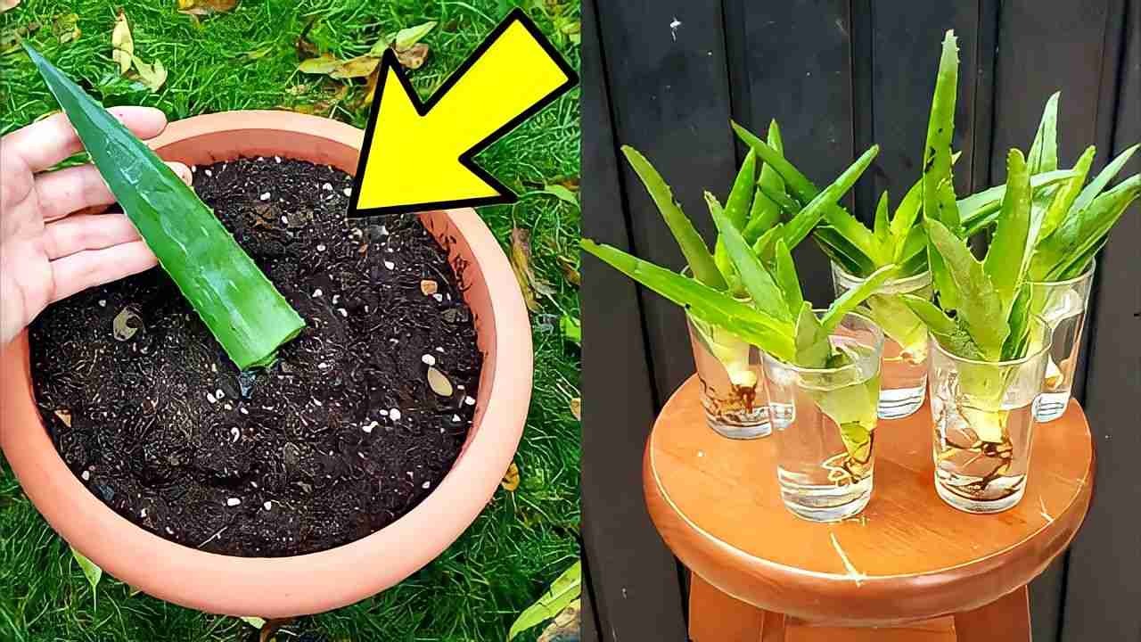 Aloe Vera, von der Blattrippe zur Pflanze: Mit dieser Methode vermehrt sie sich unendlich