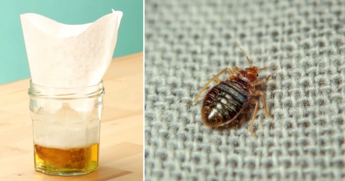 Tipps, um Bettwanzen endgültig loszuwerden