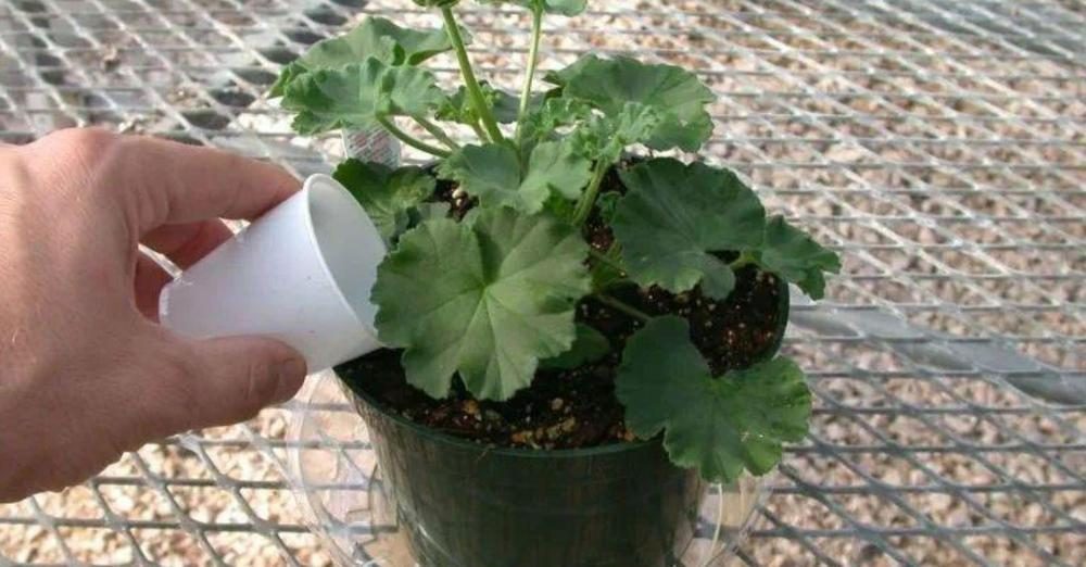 Le secret pour faire fleurir les géraniums plus rapidement : votre balcon sera rempli de fleurs colorées