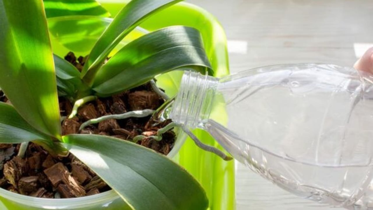 Versez une bouteille dans vos orchidées et laissez-les pousser en abondance