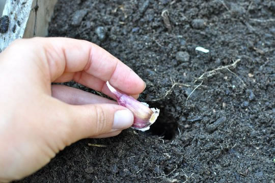 Deux méthodes pour faire pousser de l’ail à la maison