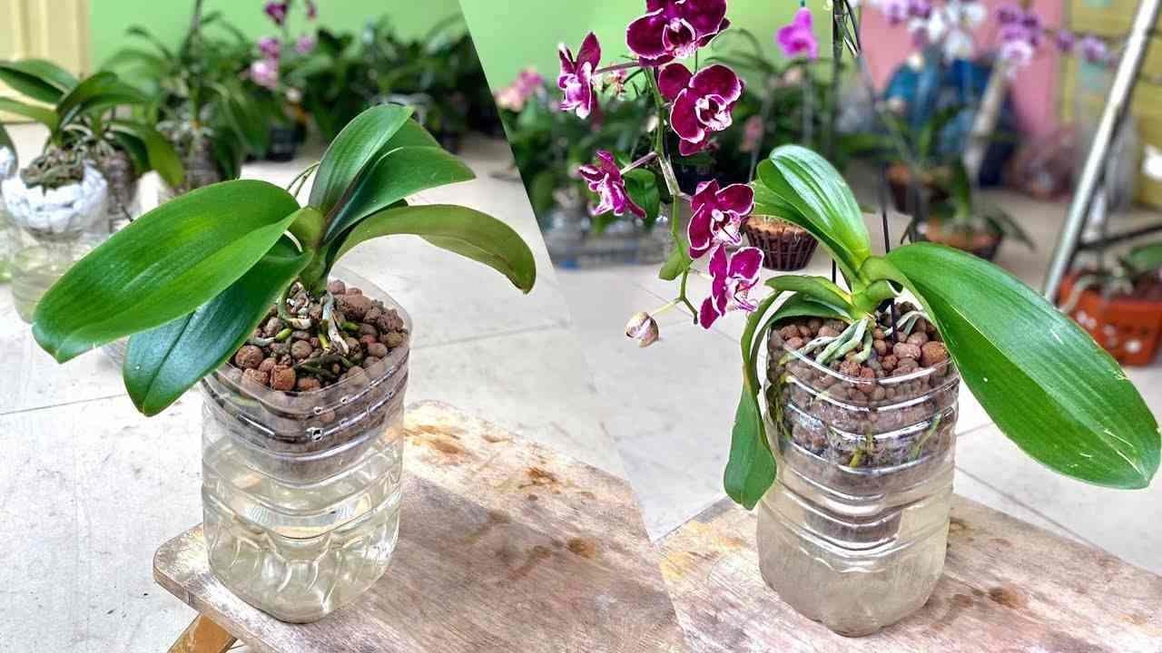 Orchidée, si vous la plantez comme ça, la plante pousse et fleurit très vite