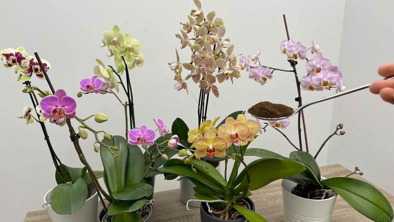 Donnez-en à votre orchidée, elle produira un flot de fleurs en quelques heures