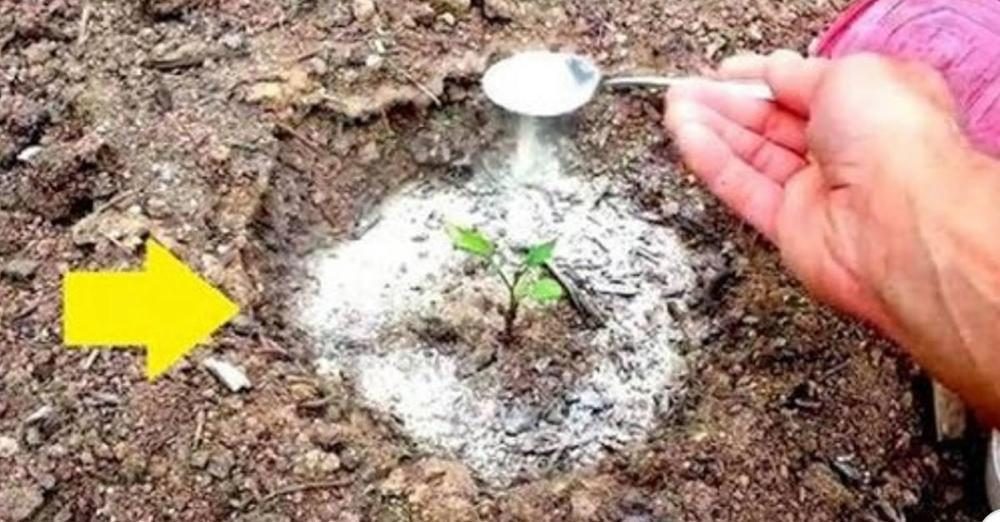 Backpulver im Garten: 4 wirklich nützliche Tipps