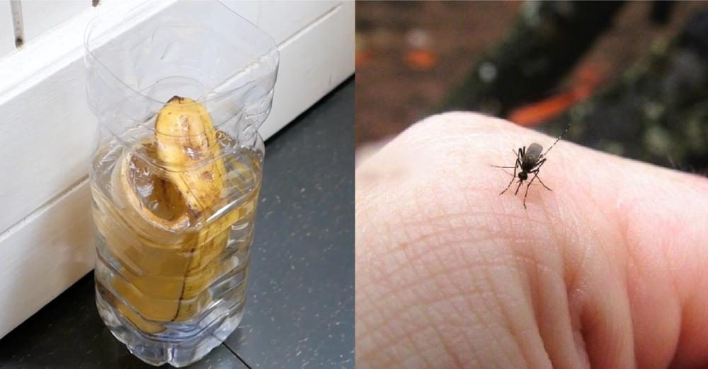 Wie man Mücken vertreibt: 3 natürliche Mittel gegen sie