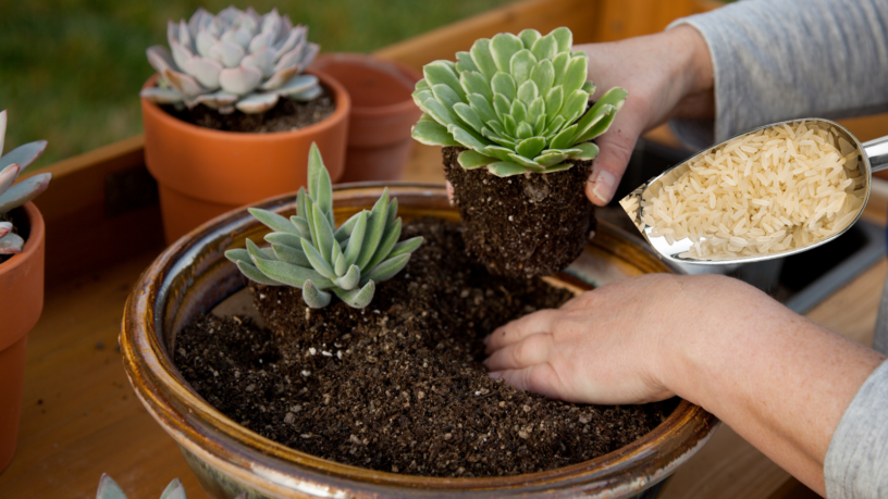 Comment utiliser le riz dans les plantes pour qu’elles deviennent fortes.