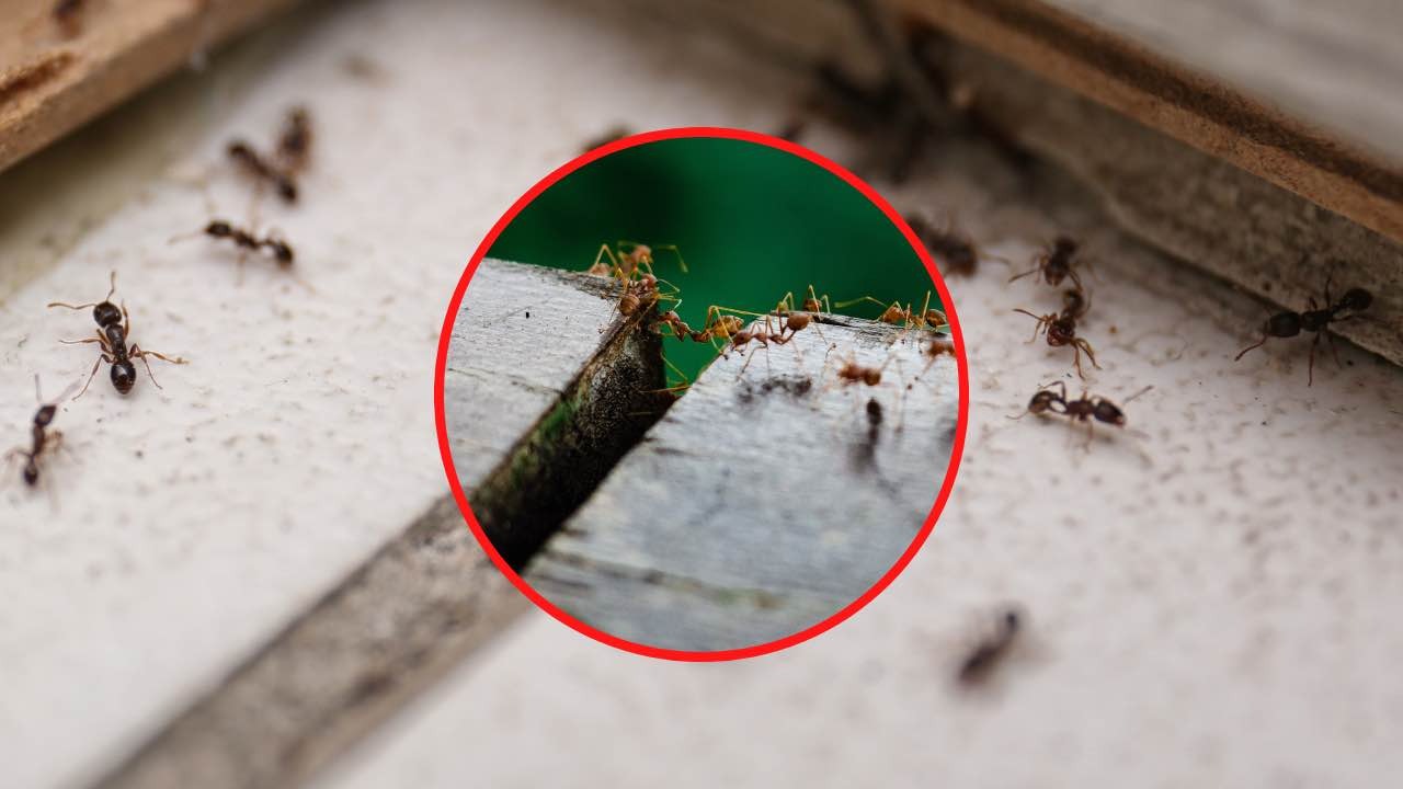 Comment les fourmis arrivent-elles à la maison ? Leur entrée secrète : vous ne vous y attendiez pas