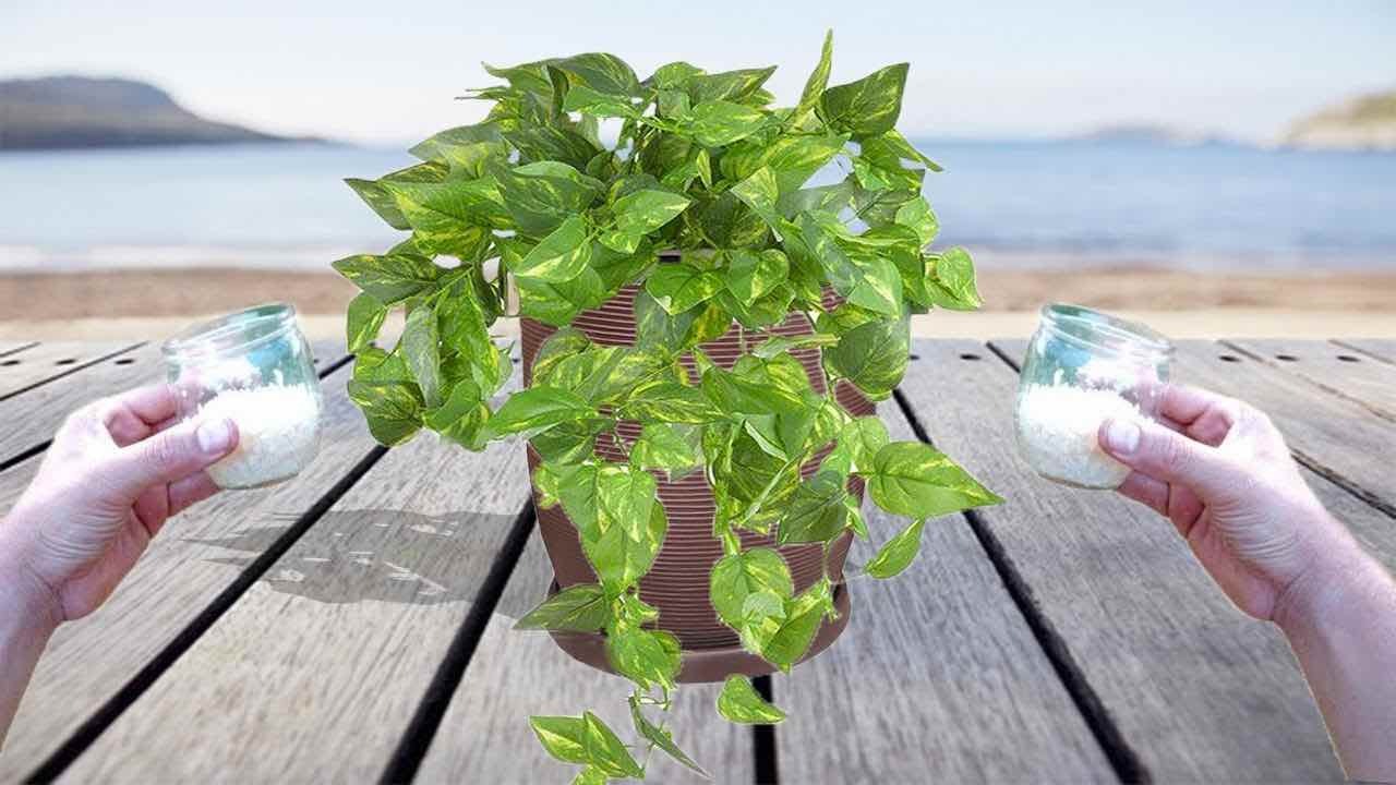 Der beste Dünger für Epipremnum: Sie werden sehen, wie es sichtbar wächst