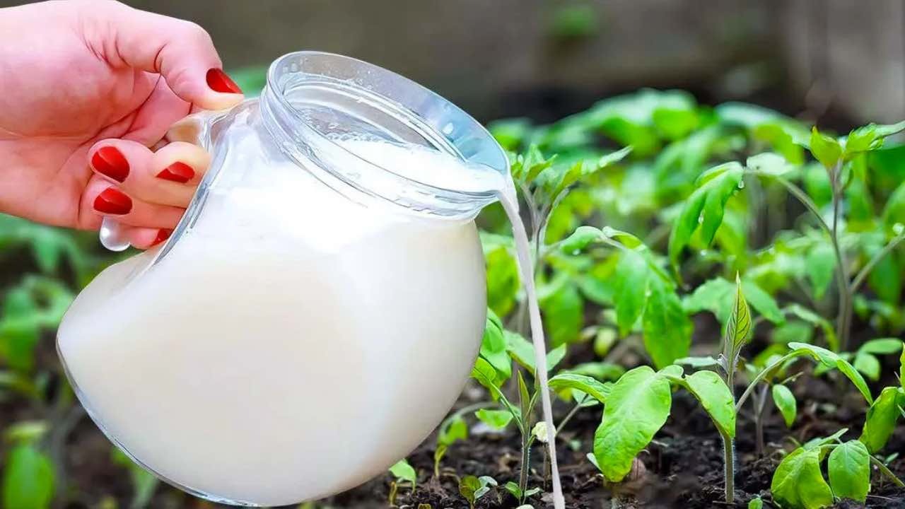 Verdoppeln Sie Ihre Obst- und Gemüseernte mit dieser Zutat für den Kühlschrank