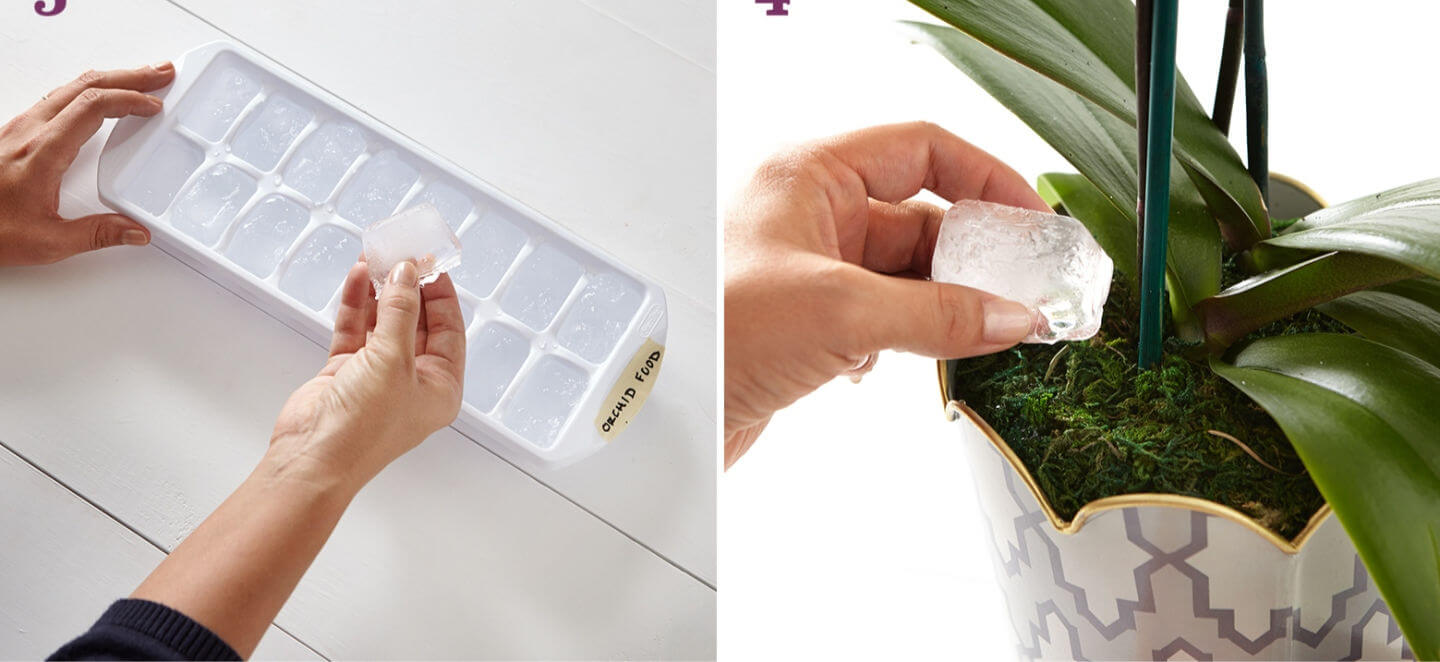 Einfacher Tipp zum richtigen Gießen Ihrer Orchideen