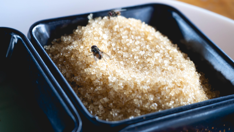 Unfehlbare Methode zur Beseitigung von Fliegen in den warmen Jahreszeiten