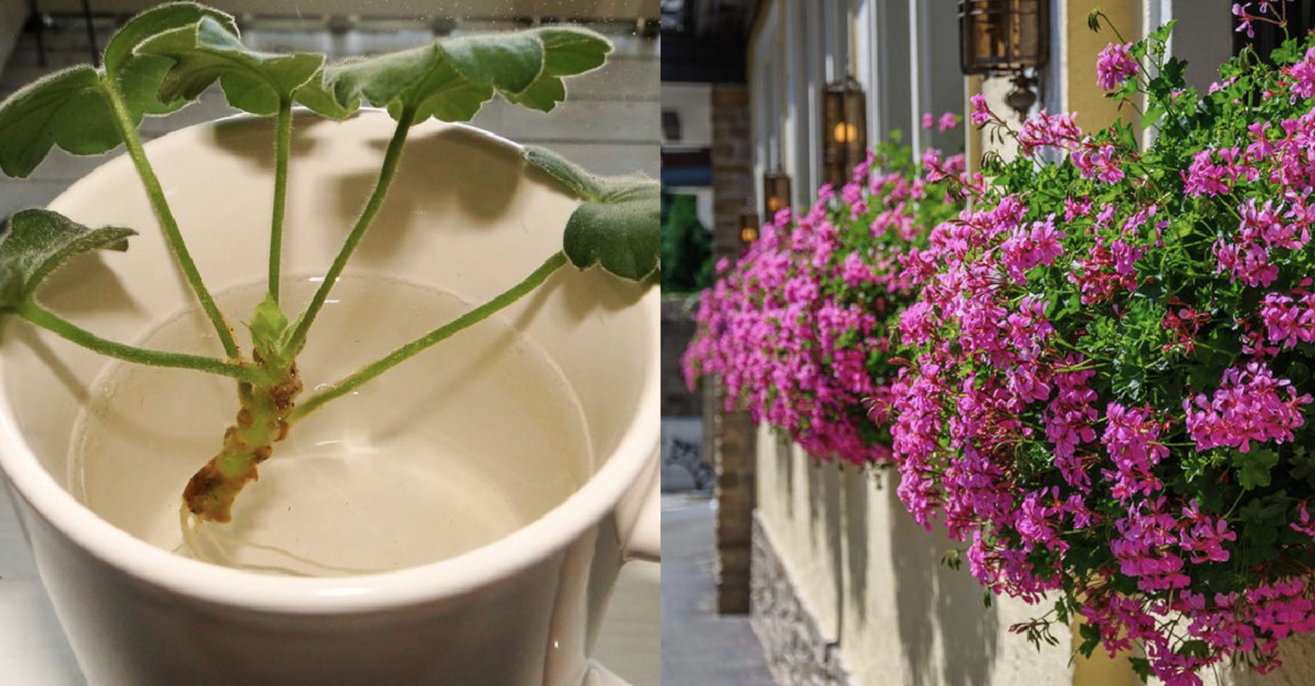 Comment fleurir abondamment les géraniums avec une méthode simple et efficace