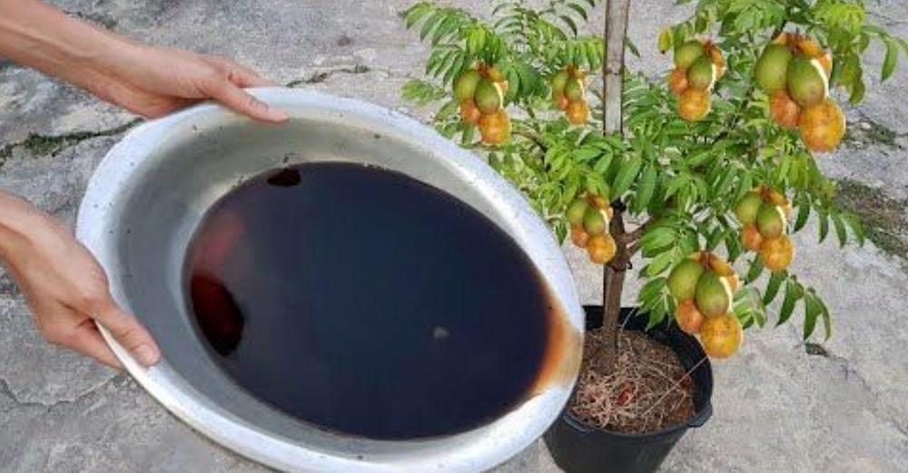 Infusion pour plantes aux pelures d’oignons : l’excellent et naturel remède