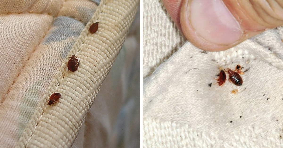 Comment se débarrasser des punaises de lit ?