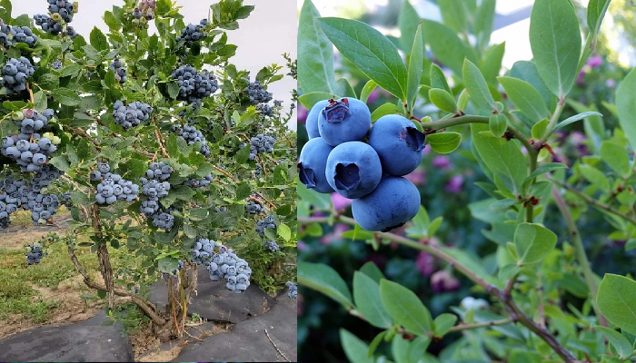 Comment faire pousser des myrtilles avec succès.