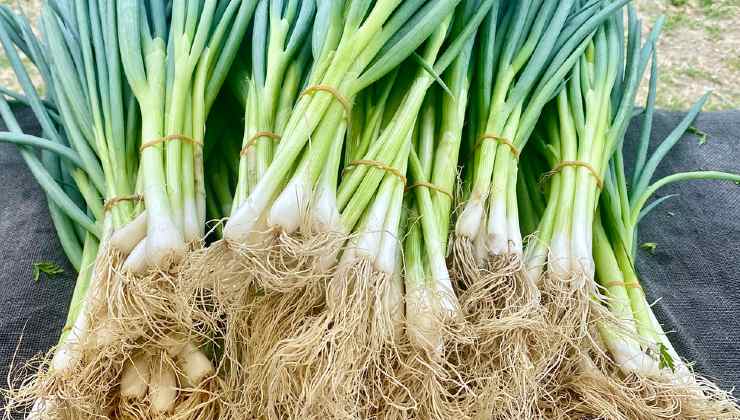 Accrochez une poignée d’échalotes à la fenêtre, l’effet est puissant : que se passe-t-il ?