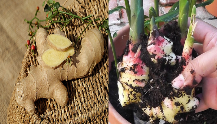 Apprenez à faire pousser du gingembre en pot.