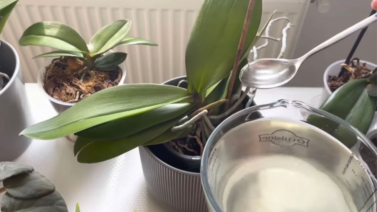 Orchideen, 1 Esslöffel reicht aus und sie blühen ununterbrochen: sehr kraftvoller Dünger