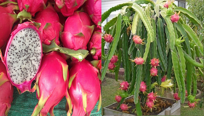 Wie man Pitahaya oder Drachenfrucht Schritt für Schritt im Topf pflanzt