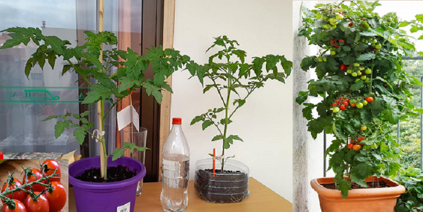 Wie man Tomaten in Töpfen mit großem Erfolg pflanzt